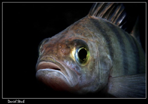 Close-up of a beautiful Pearch :-D by Daniel Strub 